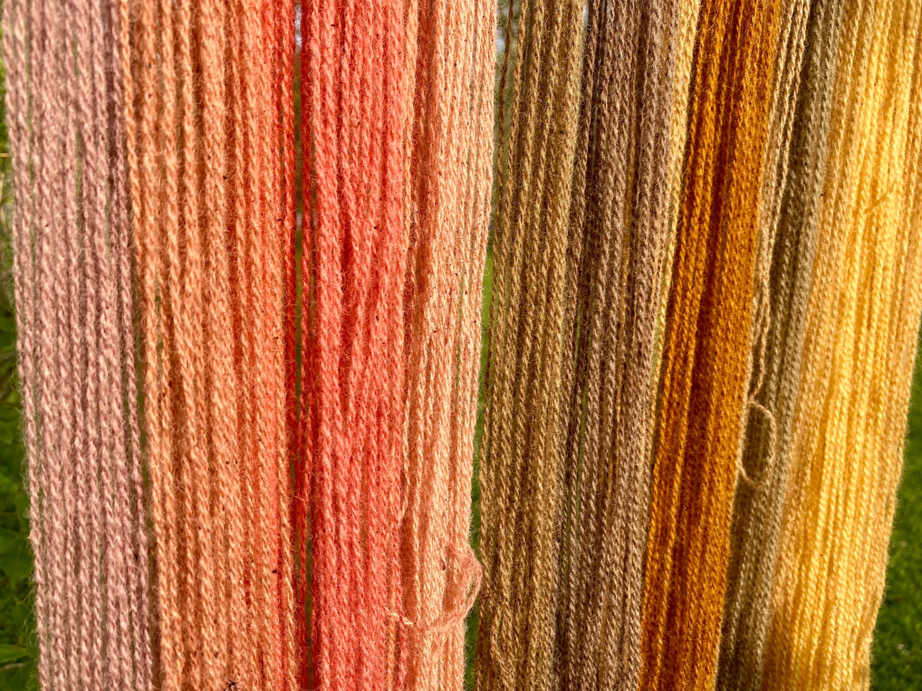 Yarn naturally dyed with fungi